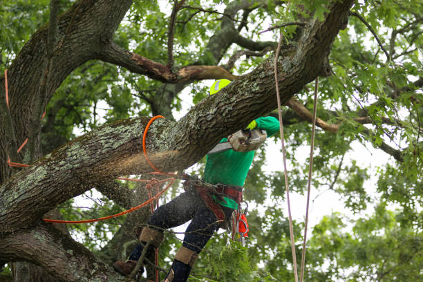 How Our Tree Care Process Works  in  Fowler, IN